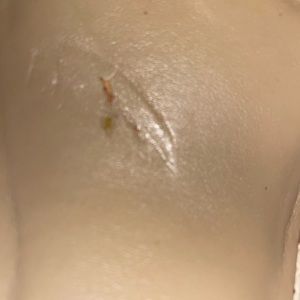 Juliet Python Cutout Sandal Size 10 Color Natural Style #365572